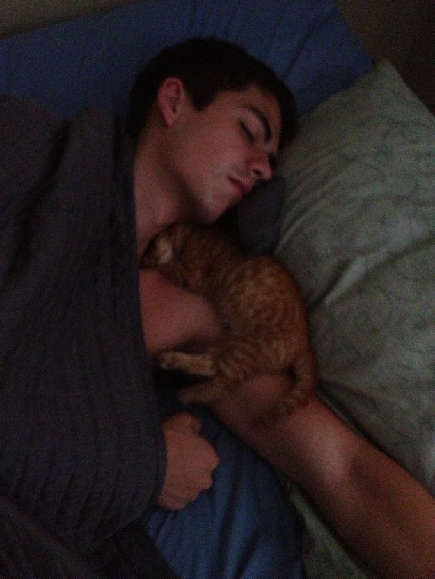 Почему мы любим кошек CatsGoldenHearts09 Почему мы любим кошек