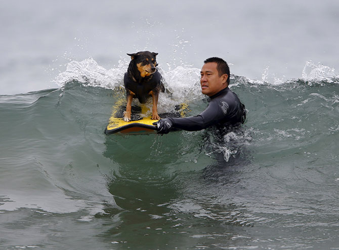 Собачий серфинг в Калифорнии 2015