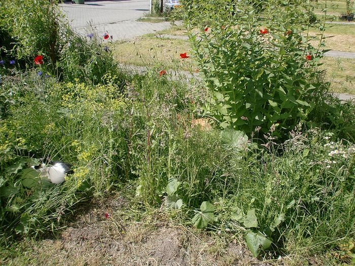 Кошки в засаде