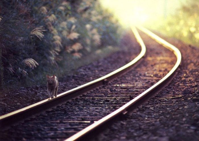 Смешные и просто красивые фотографии кошек (136 фото)