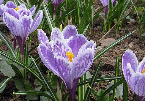 Крокус, шафран (Crocus) Крокус, шафран (Crocus)