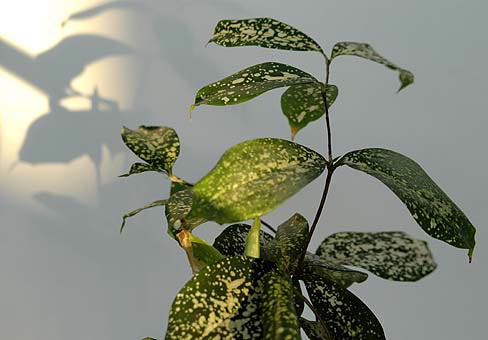 Драцена (Dracaena) Драцена (Dracaena)