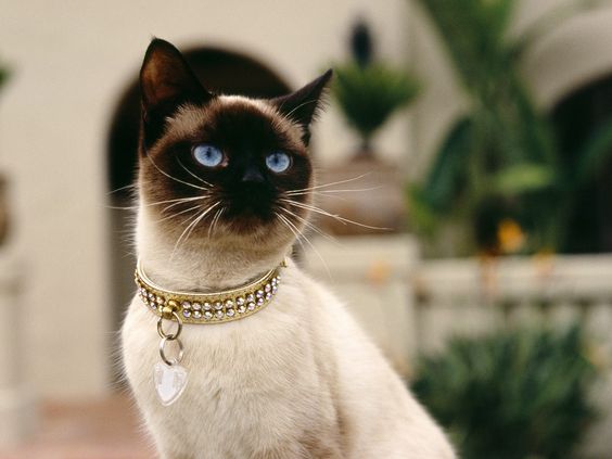 цена на котят сиамской кошки сиамская кошка