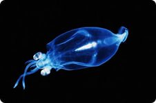 Стеклянный кальмар - практически полностью прозрачный глубоководный обитатель Мирового океана, открытый в 1910 году немецким зоо