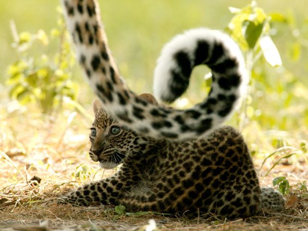 Фотографии Недели больших кошек на National Geographic. Леопарды.