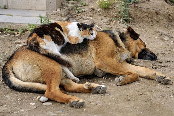 кошки спят на собаках, кошки и собаки, кошка спит на собаке