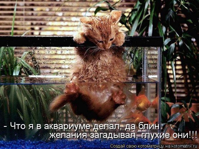 Лучшие котоматрицы недели (49 фото) Забавный котопост