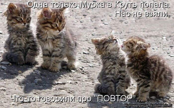 Лучшие котоматрицы недели