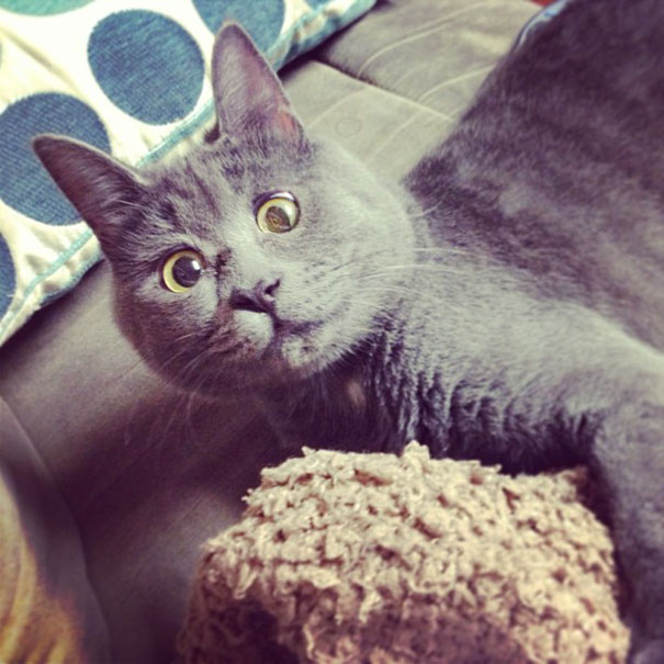 surprised-cat-hydrocephalus-kevin-theadventuresofkev14