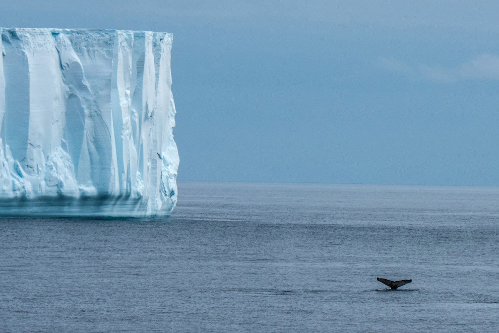 На пути к Антарктиде. Горбатый кит. national geographic, конкурс, фотография, фотоконкурс