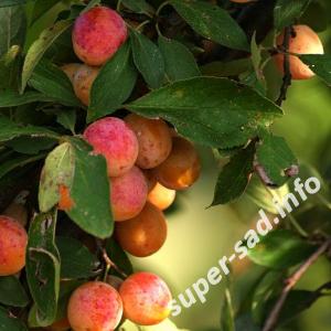 Мирабель – оранжево- желтые плоды.