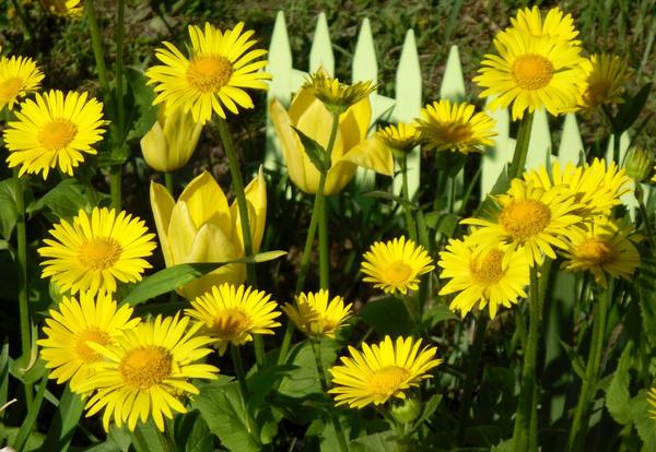 Желтые цветы - солнечные и позитивные