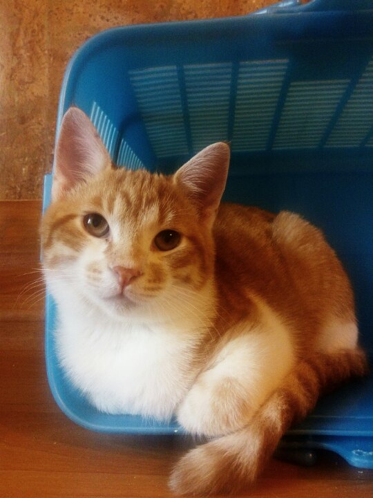 помощь беременной кошке кот в доме