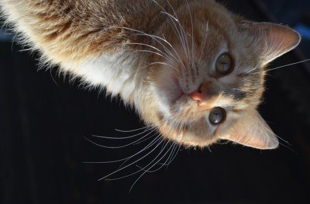 Животные антидепрессанты, фотографии