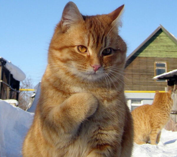 фотографии котов фотографии котов