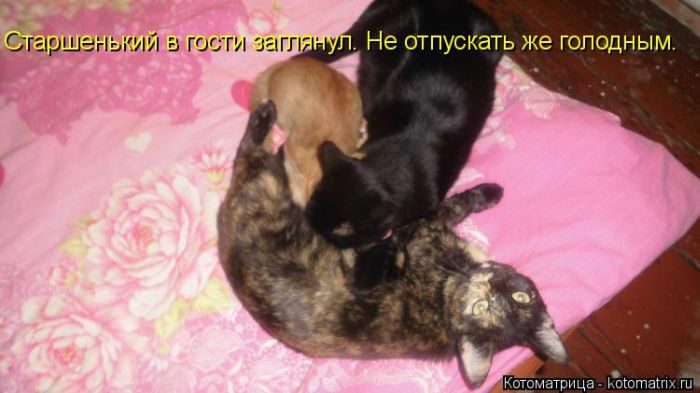 Лучшие котоматрицы прошедшей недели