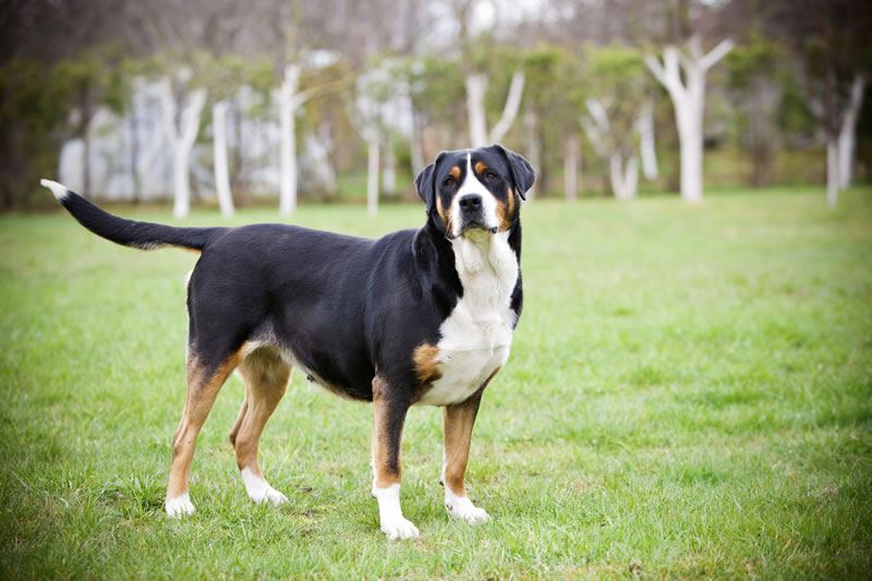 собака породы Большой швейцарский зенненхунд фото
