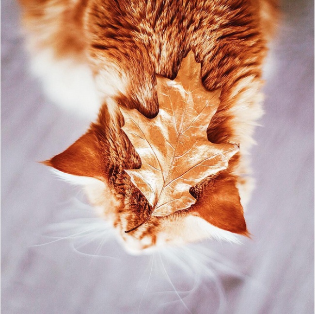 Всем, кому осенью очень не хватает солнца &mdash; Порция рыжих витаминок от теплого и большого кота!