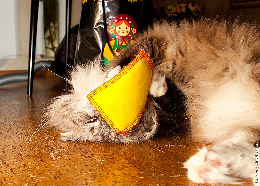 истории про кота