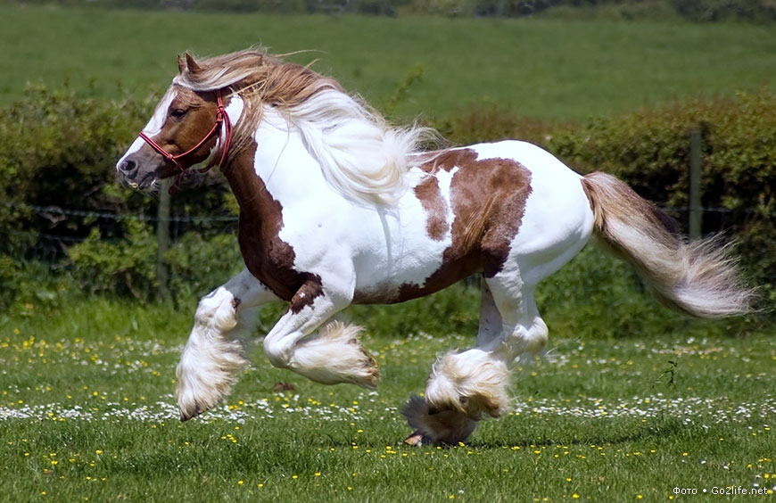 Шайр - самая крупная порода лошадей