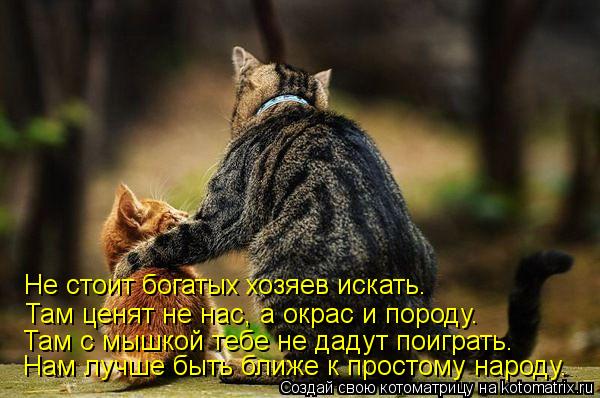 Возможно все (котоматрица)