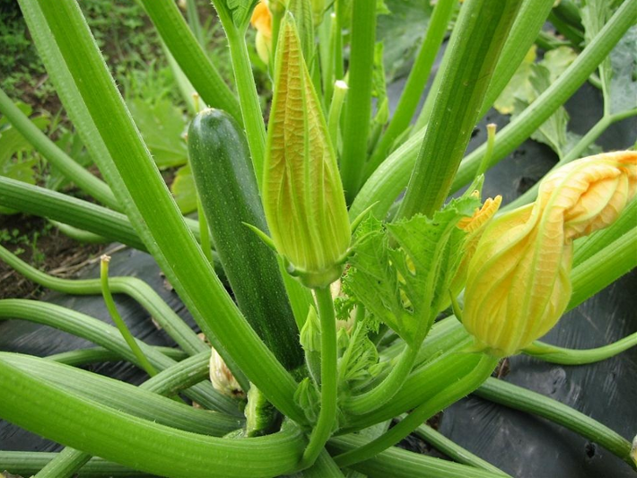 Zucchini - Summer Squash