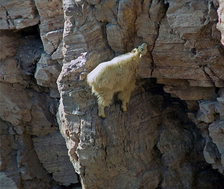 27 фотографий о том, что козы бесстрашные животные животные, коза