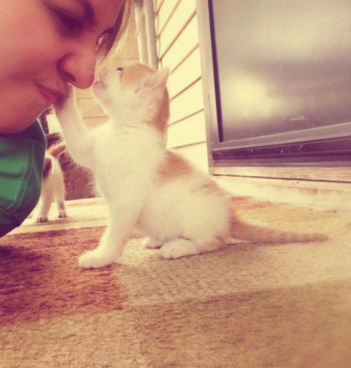 Котики и кошечки, которые вызовут у вас улыбку (29 фото) Котики и кошечки, которые вызовут у вас улыбку (29 фото)