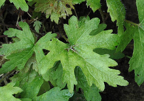 ,  (Tiarella)