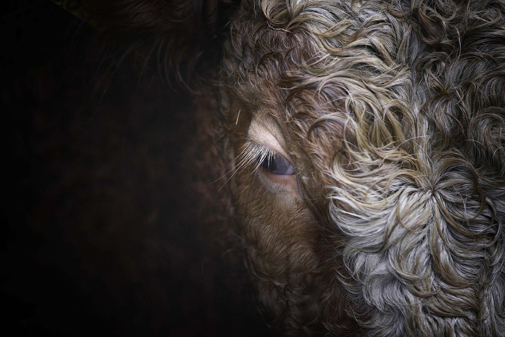 Гламурный житель на животноводческой ферме в Ирландии