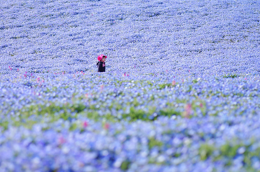 nemophilas-field-hitachi-seaside-park-8