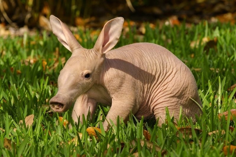 animalbaby15