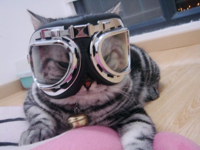 Смешные и просто красивые фотографии кошек (136 фото)