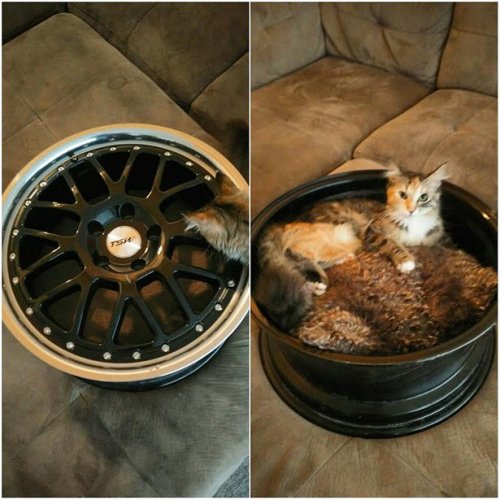 Котики и кошечки, которые вызовут у вас улыбку (29 фото) Котики и кошечки, которые вызовут у вас улыбку (29 фото)