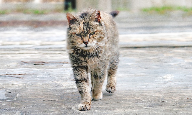 20 суровых дворовых котов