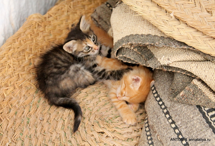 IMG_1271 (700x476, 274Kb)