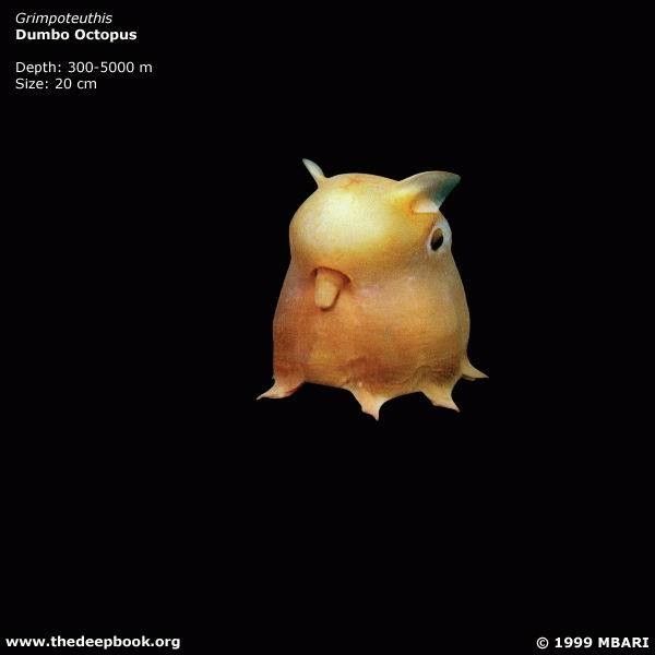 vpadina017