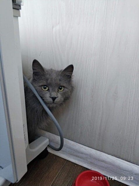 помощь кошке кошка в доме