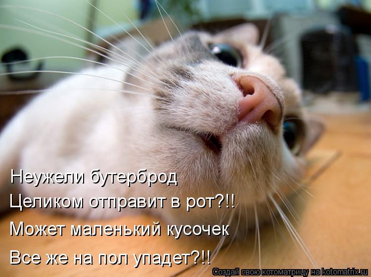 Возможно все (котоматрица)