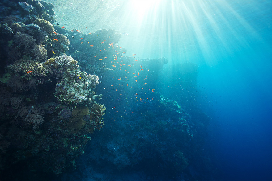 Красное море красота моря Красное море красота моря