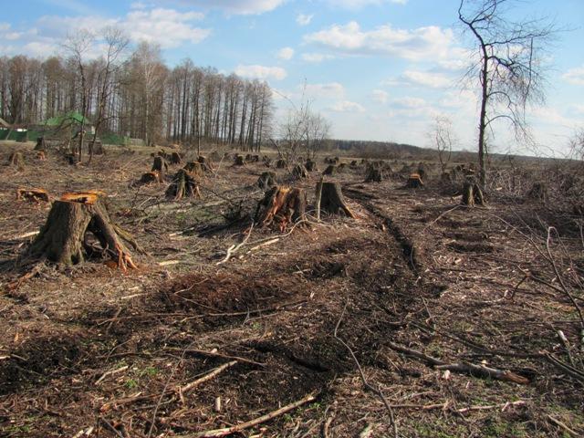 Украинцы начали массово вырубать леса на дрова