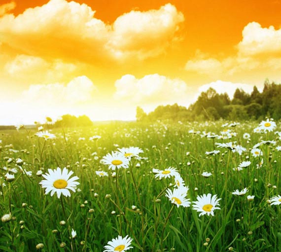 Флора нашей Земли летом...