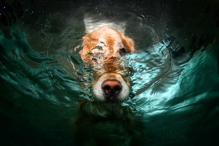 Подводные снимки собак бассейн, собаки, фото