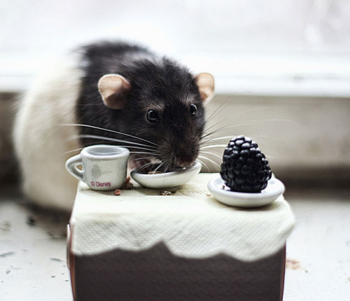 Фото крысок