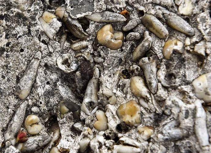 На улице в США лежит камень с тысячами человеческих зубов.