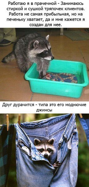 Истории про енотов дома