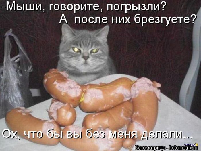 Лучшие котоматрицы недели (50 фото)