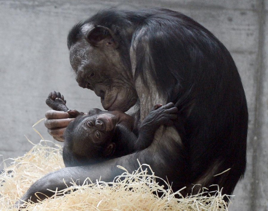 Bonobo Libos