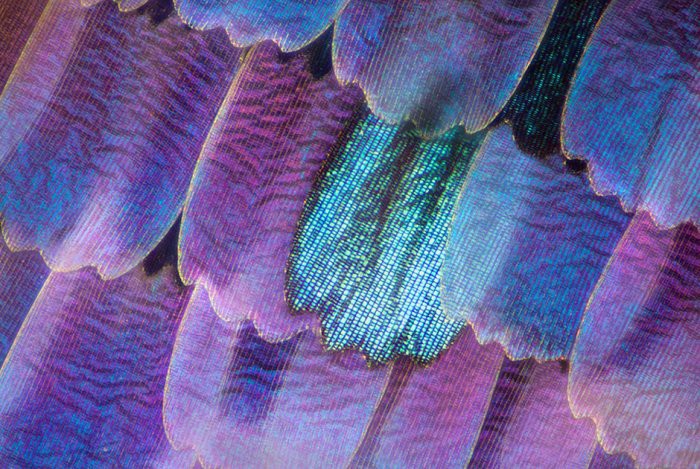 4. Крылья бабочки Линден Гледхилл, микроскоп, фото