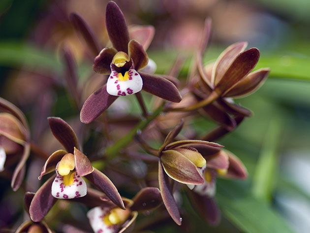 Цимбидиум карликовый / Cymbidium pumilum